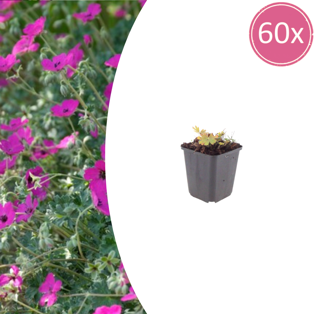 Geranium sang. 'Max Frei' potmaat 9 cm hoogte 10 tot 25 cm