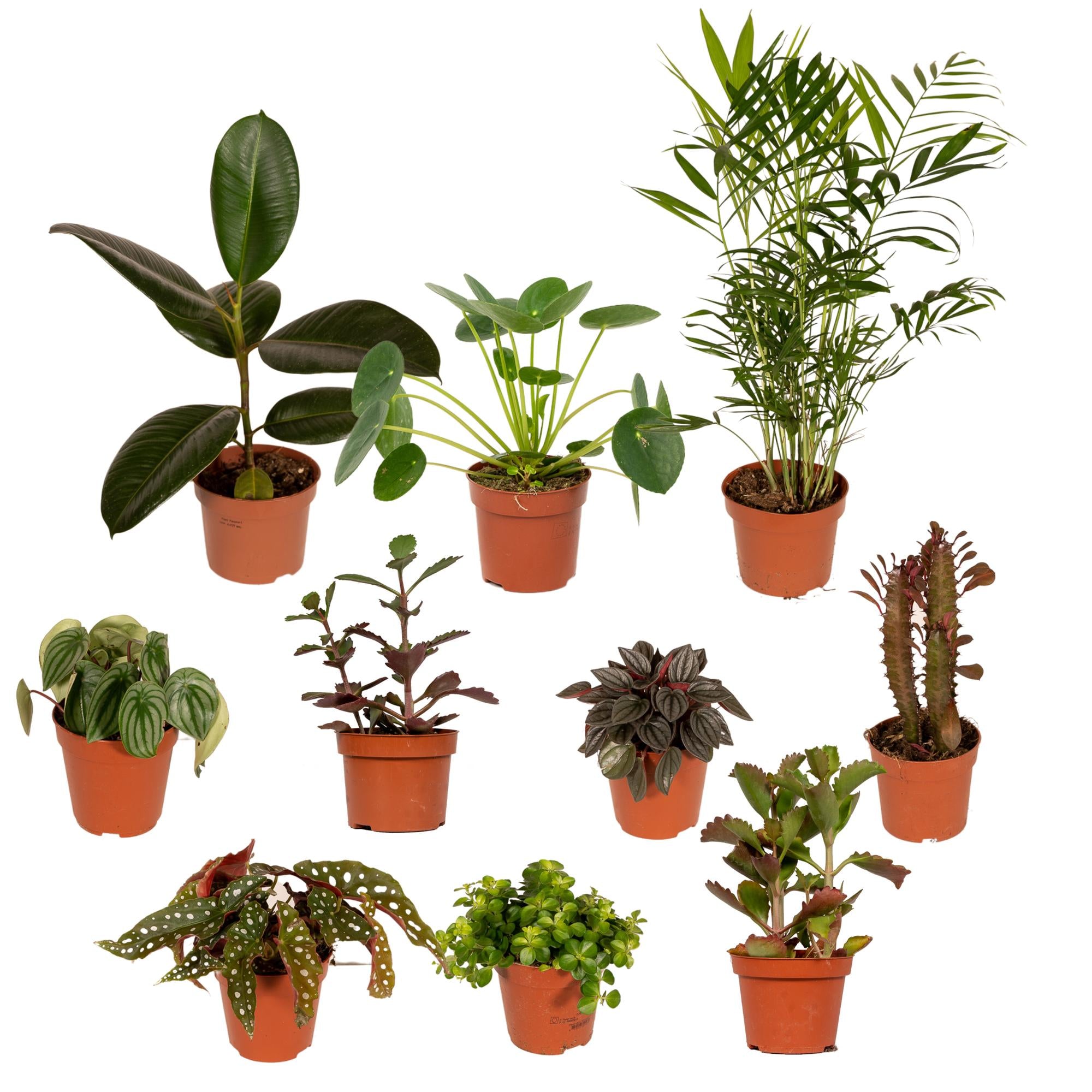 Buitenbeentjesbox potmaat 12 cm