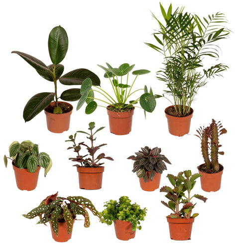 Buitenbeentjesbox potmaat 12 cm