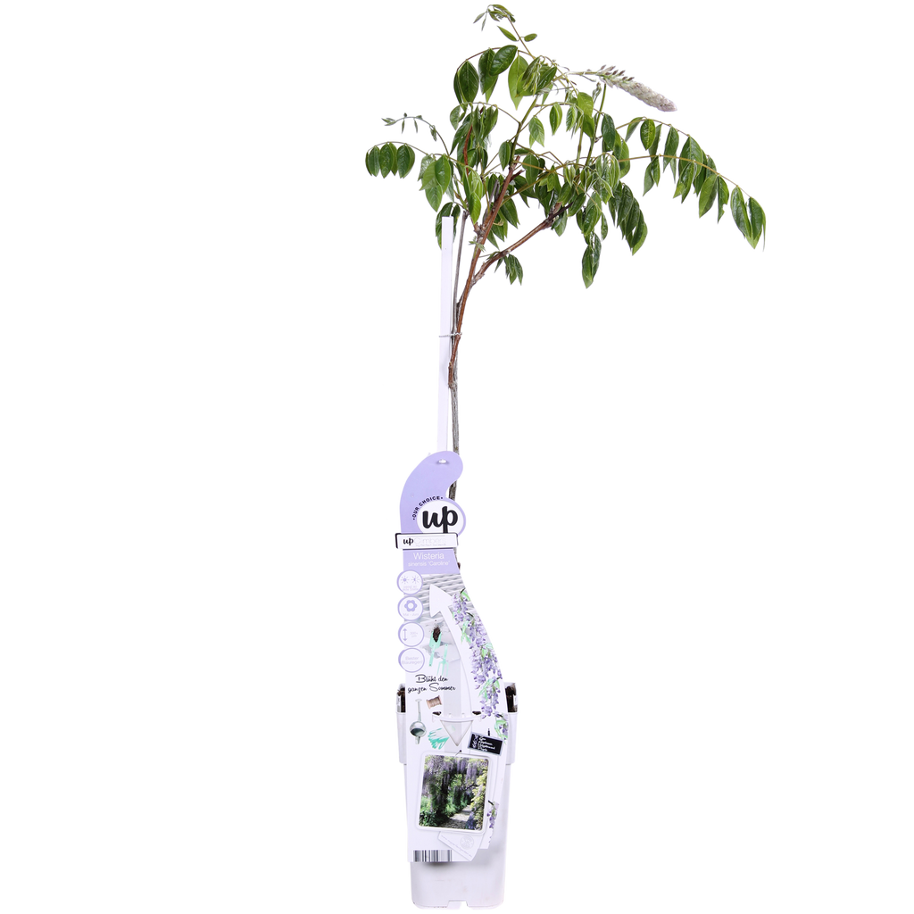 Wisteria sinensis Caroline - Paarse Regen - Ø15cm - ↕65cm