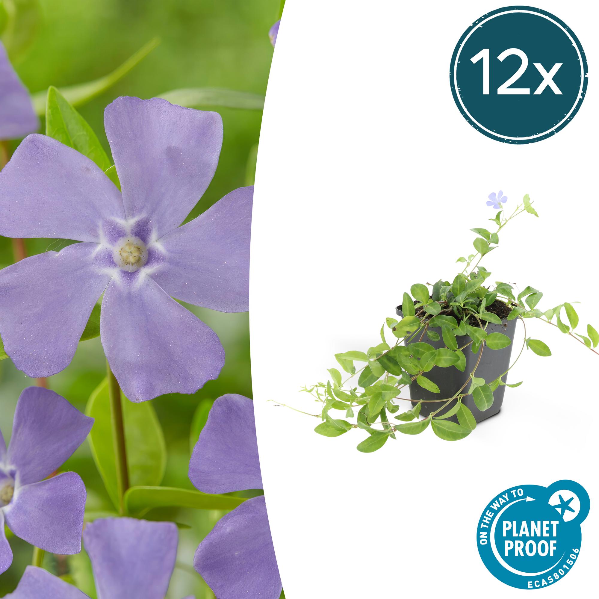 Vinca minor 'La Grave' potmaat 9 cm hoogte 10 tot 25 cm