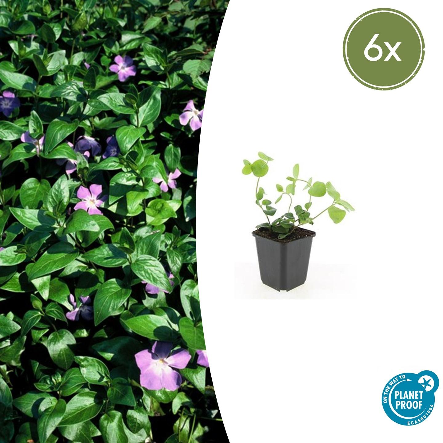 Vinca major potmaat 9 cm hoogte 10 tot 25 cm