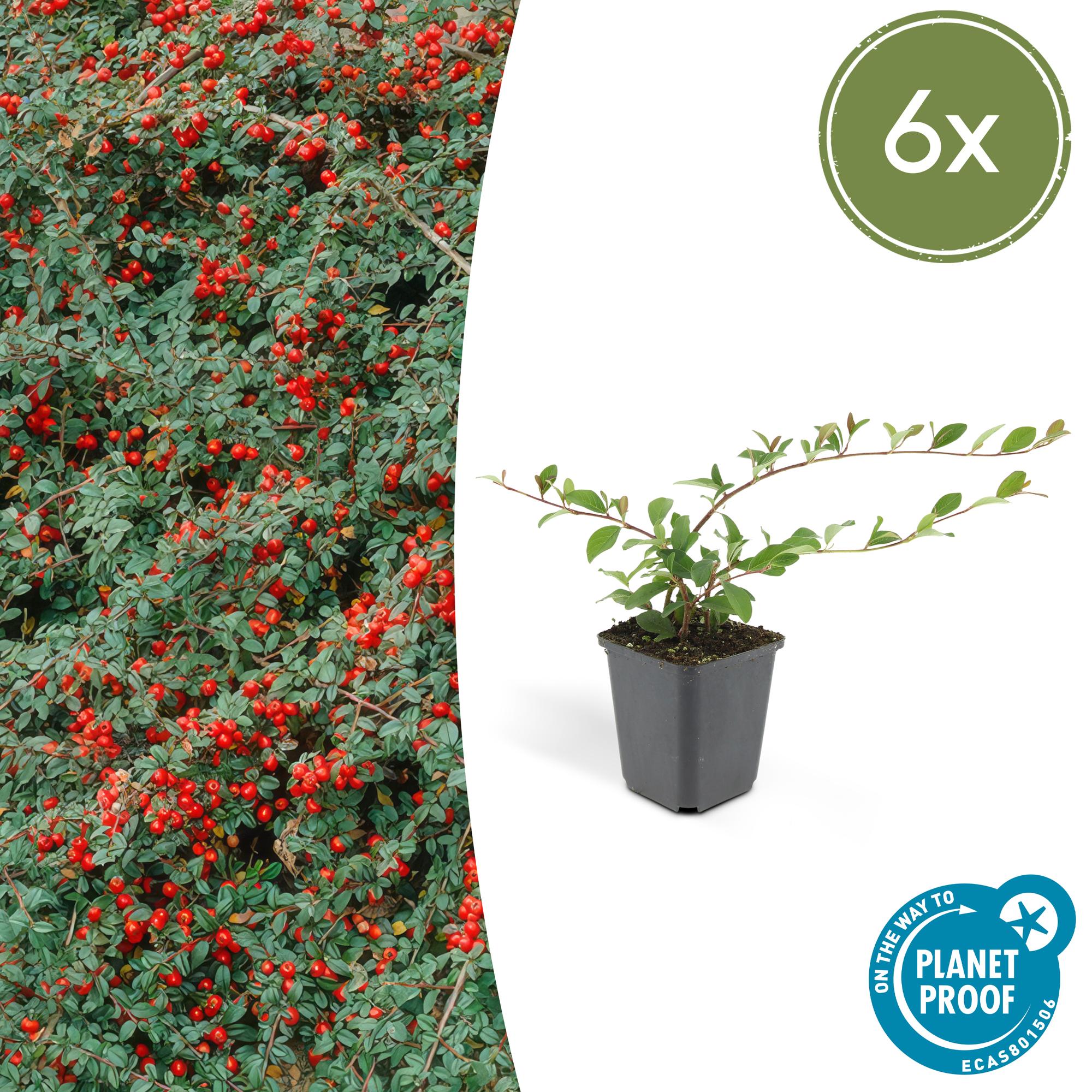 Cotoneaster dam. 'Major' potmaat 9 cm hoogte 25 cm
