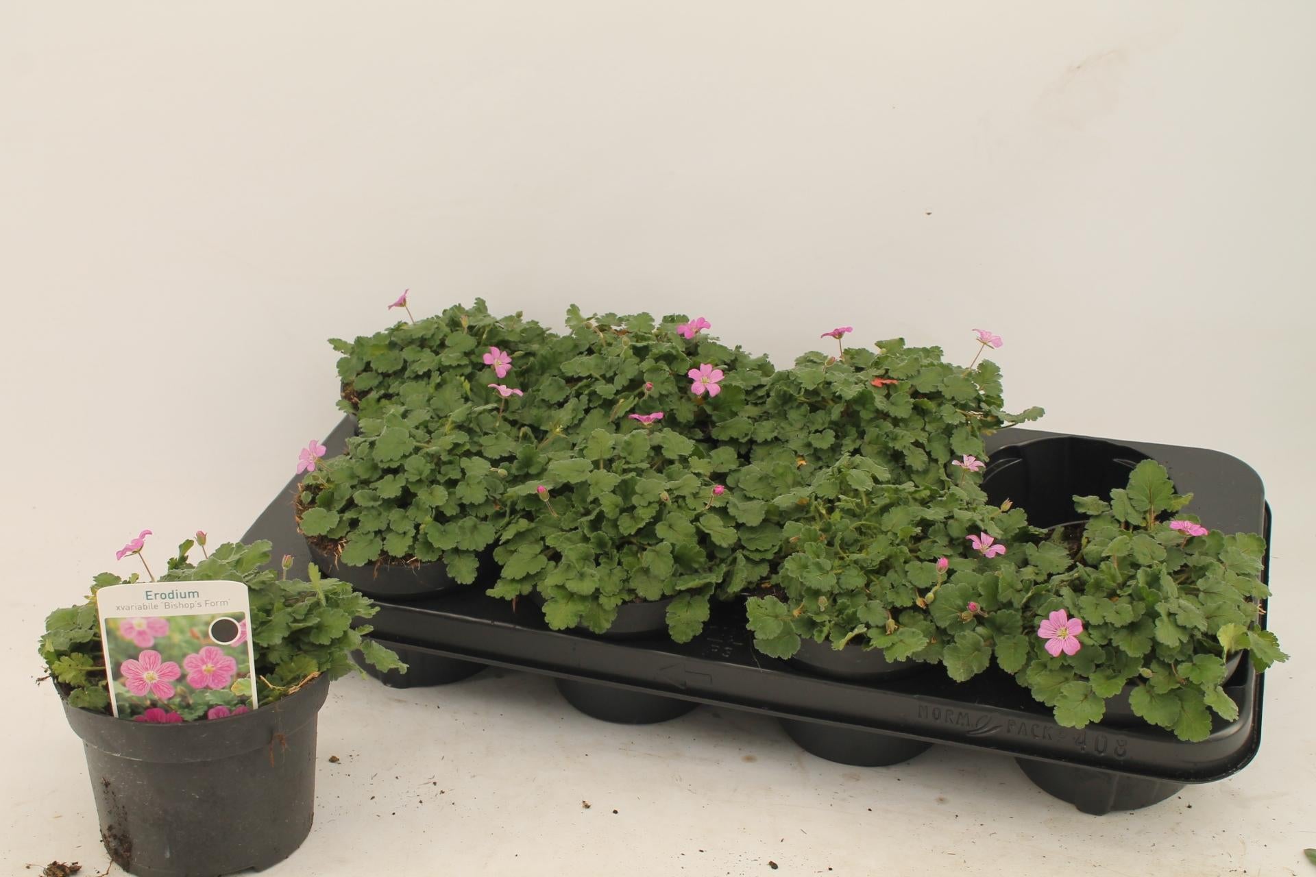 Erodium - Ø12cm - ↕1cm