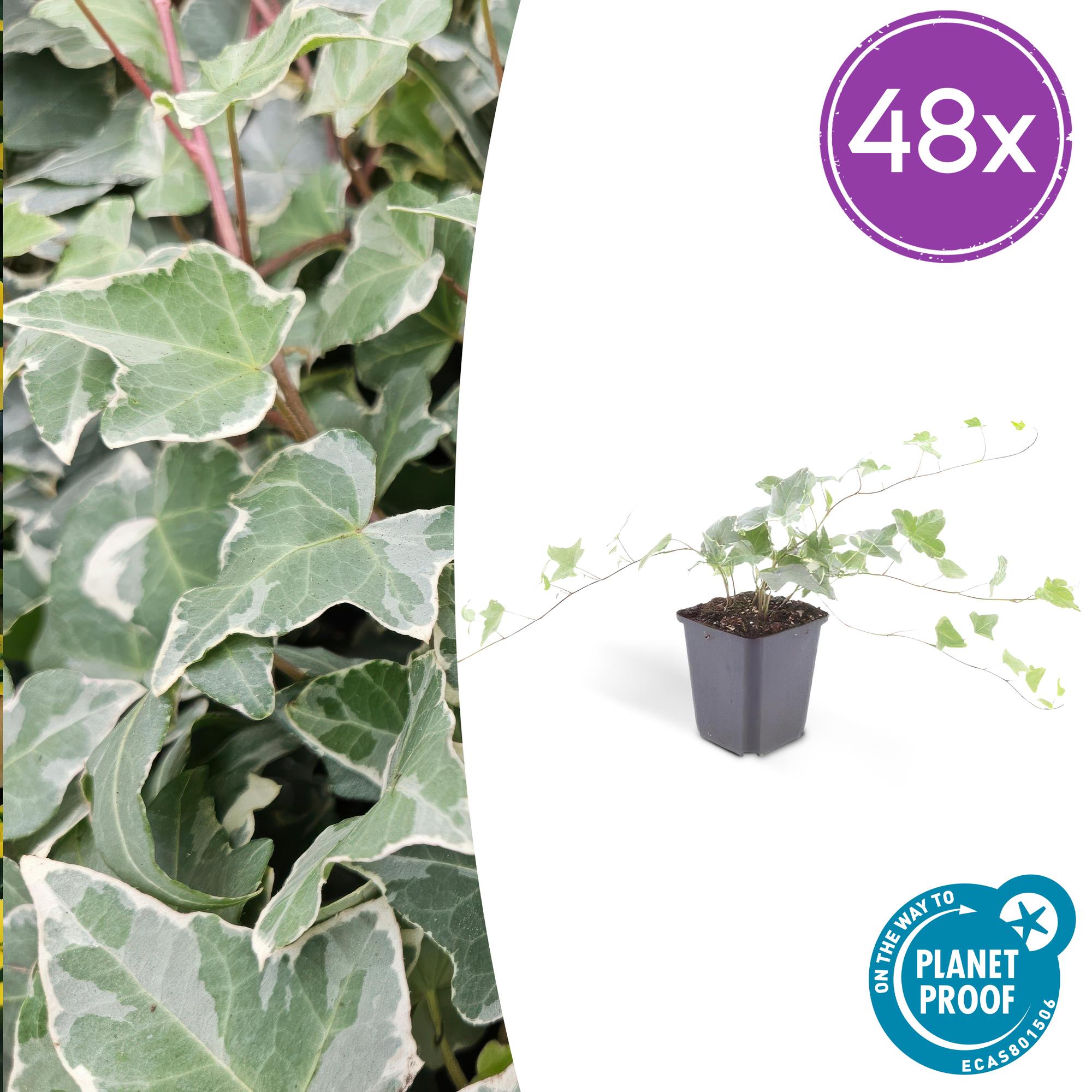 Hedera helix 'Glacier' potmaat 9 cm hoogte 10 tot 25 cm