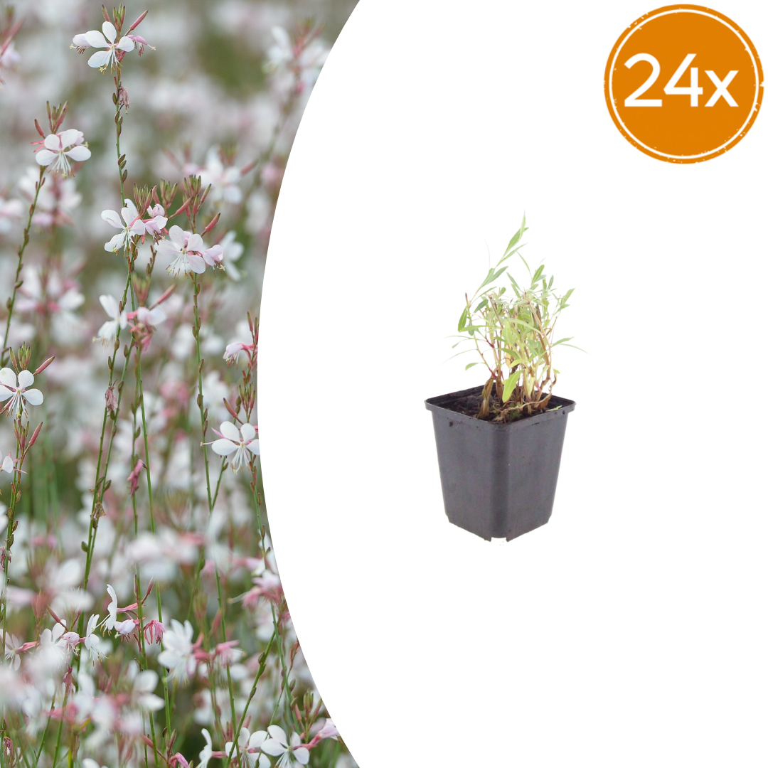 Gaura lindheimeri potmaat 9 cm hoogte 10 tot 25 cm
