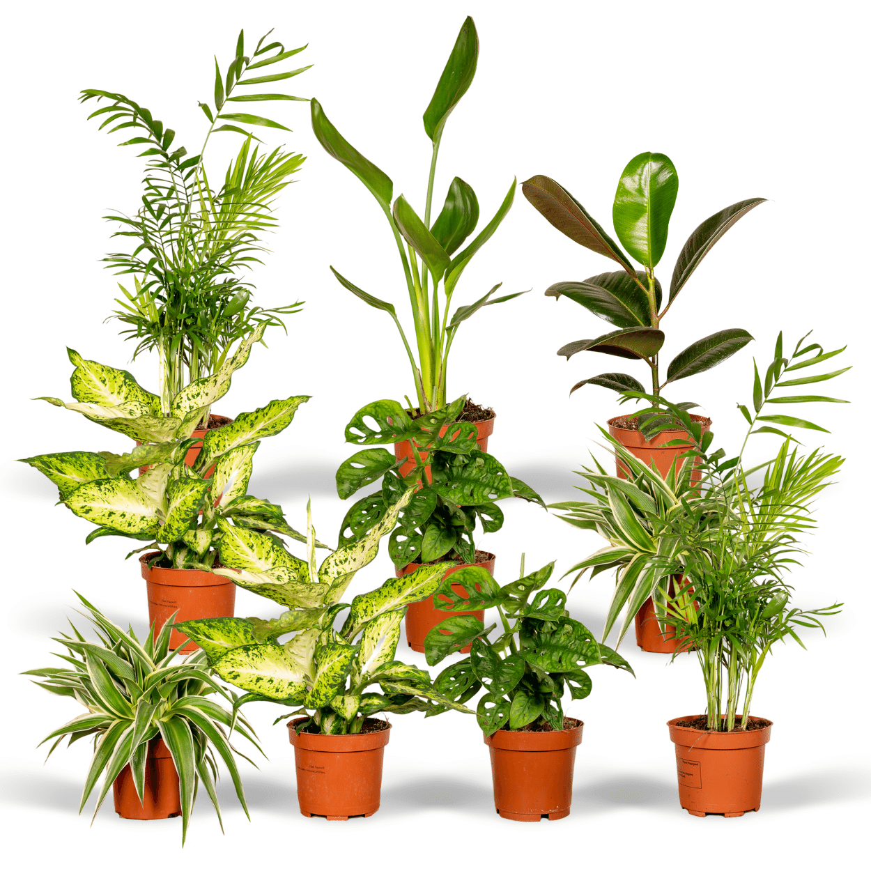 Verrassingsbox potmaat 12 cm hoogte 25 cm