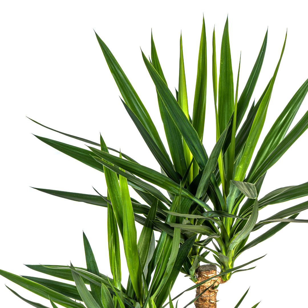 Yucca Elephantipes Vertakt met mand Ø24cm - ↕80-100cm