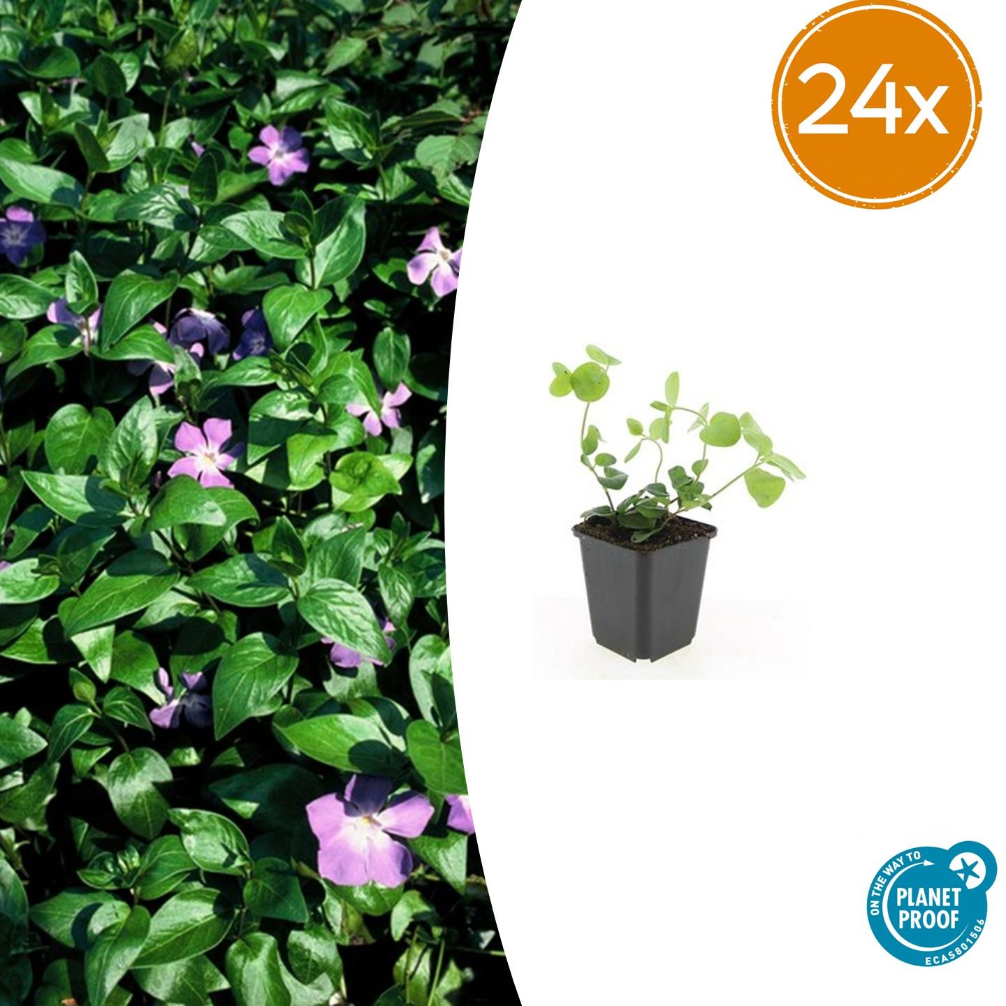 Vinca major potmaat 9 cm hoogte 10 tot 25 cm