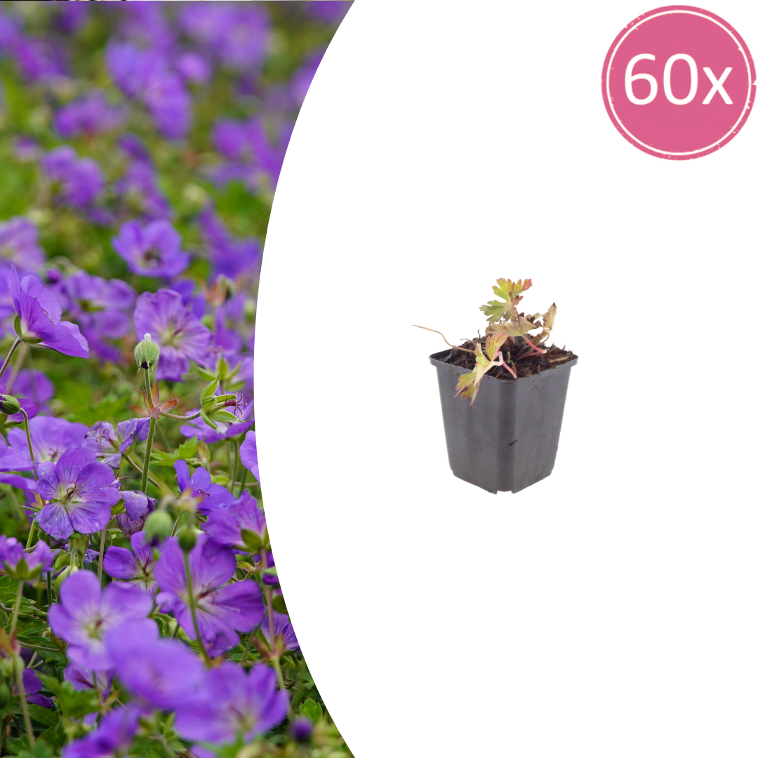 Geranium 'Azure Rush' potmaat 9 cm hoogte 10 tot 25 cm