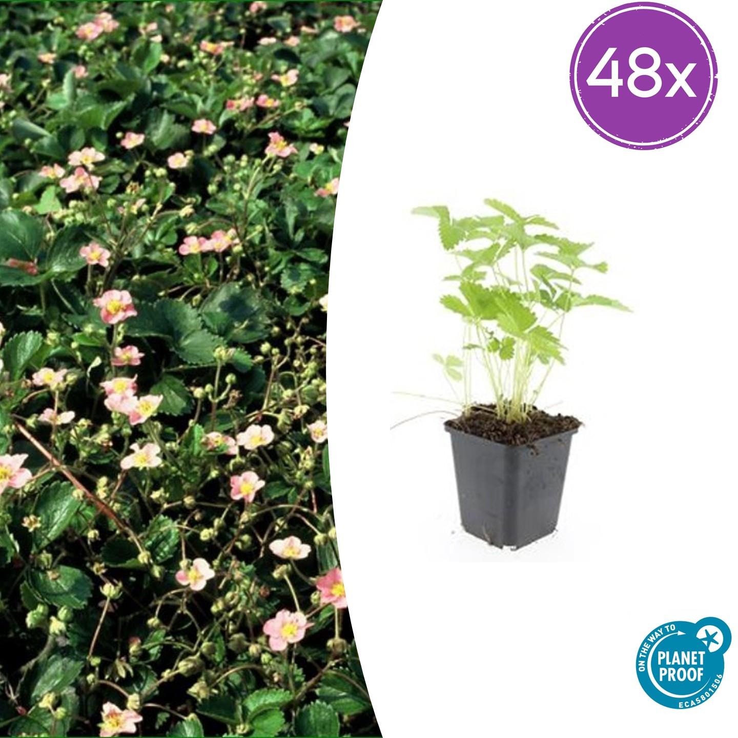 Fragaria vesca potmaat 9 cm hoogte 10 tot 25 cm