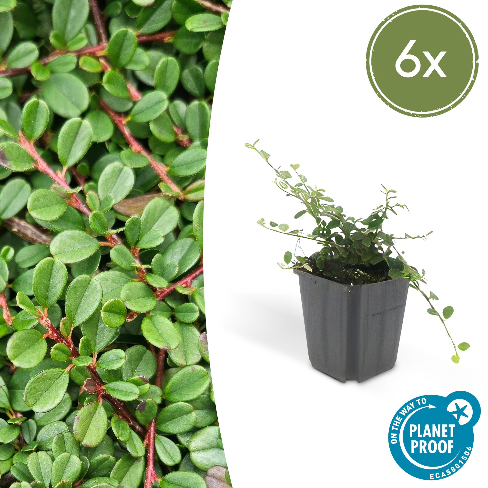 Cotoneaster pr. 'Streib's Findling' potmaat 9 cm hoogte 10 tot 25 cm