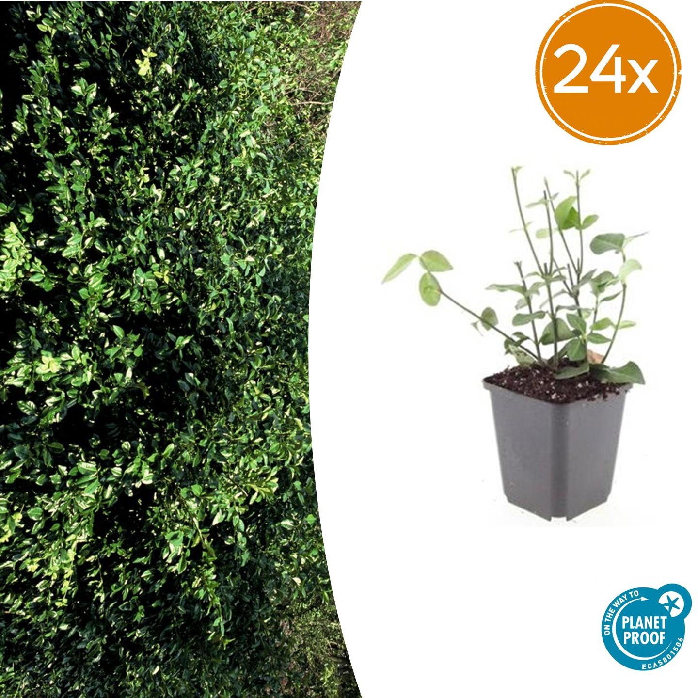 Euonymus fort. 'Coloratus' potmaat 9 cm hoogte 10 tot 25 cm