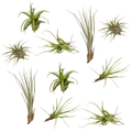 Tillandsia Air mix - 10 stuks - 6 cm - ø6