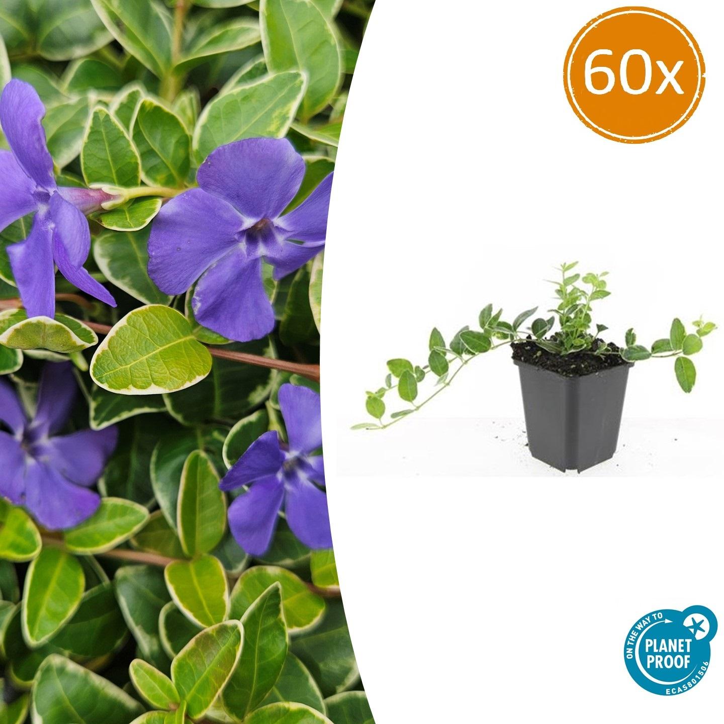Vinca minor 'Argenteovariegata' potmaat 9 cm hoogte 10 tot 25 cm