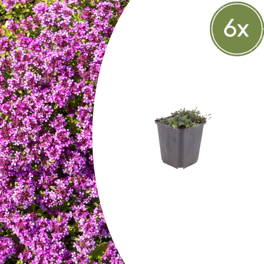 Thymus praecox 'Coccineus' potmaat 9 cm hoogte 10 tot 25 cm