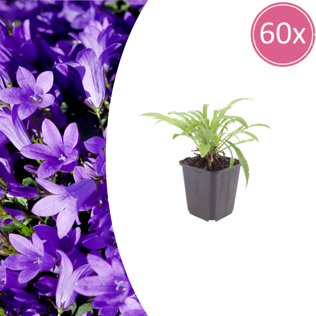 Campanula pers. 'Coerulea' potmaat 9 cm hoogte 10 tot 25 cm