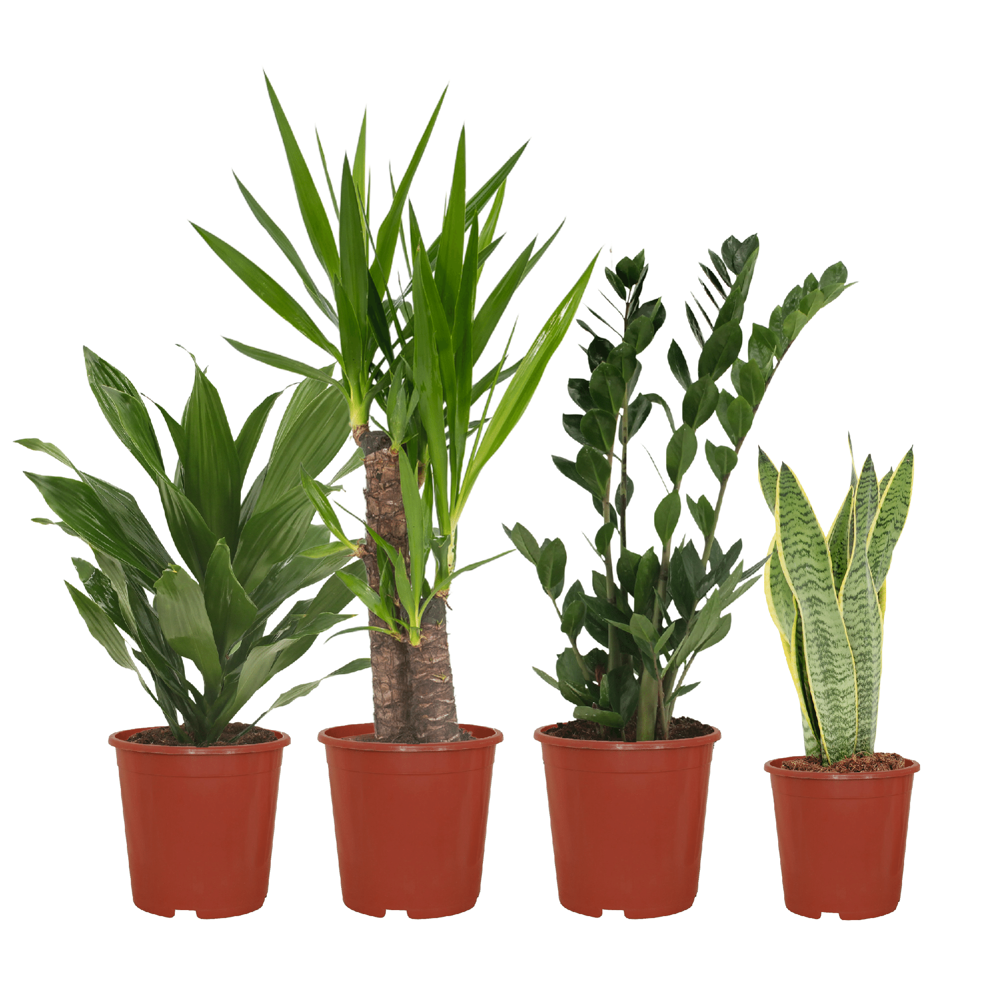 Makkelijke Plantenbox (4 kamerplanten) potmaat 14 tot 17 cm diverse hoogtes