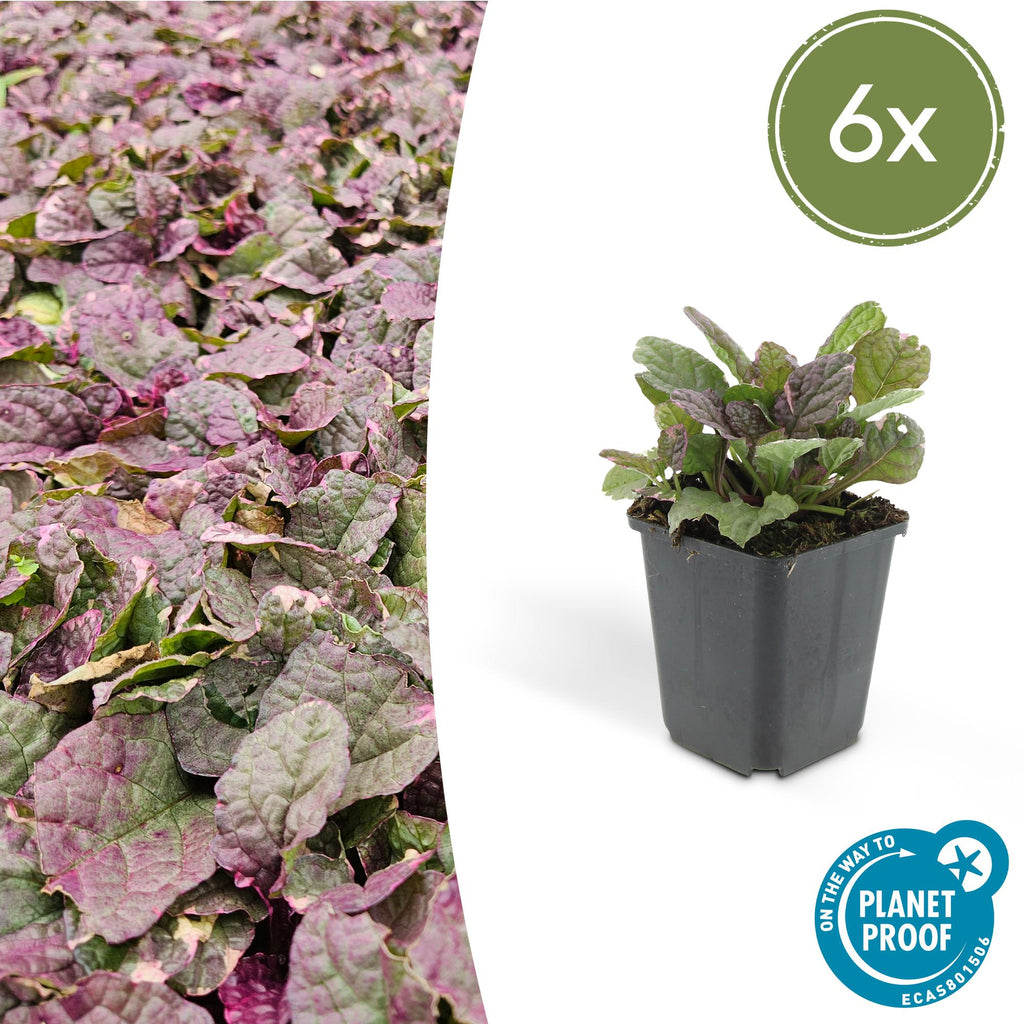 Ajuga reptans 'Burgundy Glow' potmaat 9 cm hoogte 10 tot 25 cm