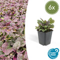 Ajuga reptans 'Burgundy Glow' potmaat 9 cm hoogte 10 tot 25 cm