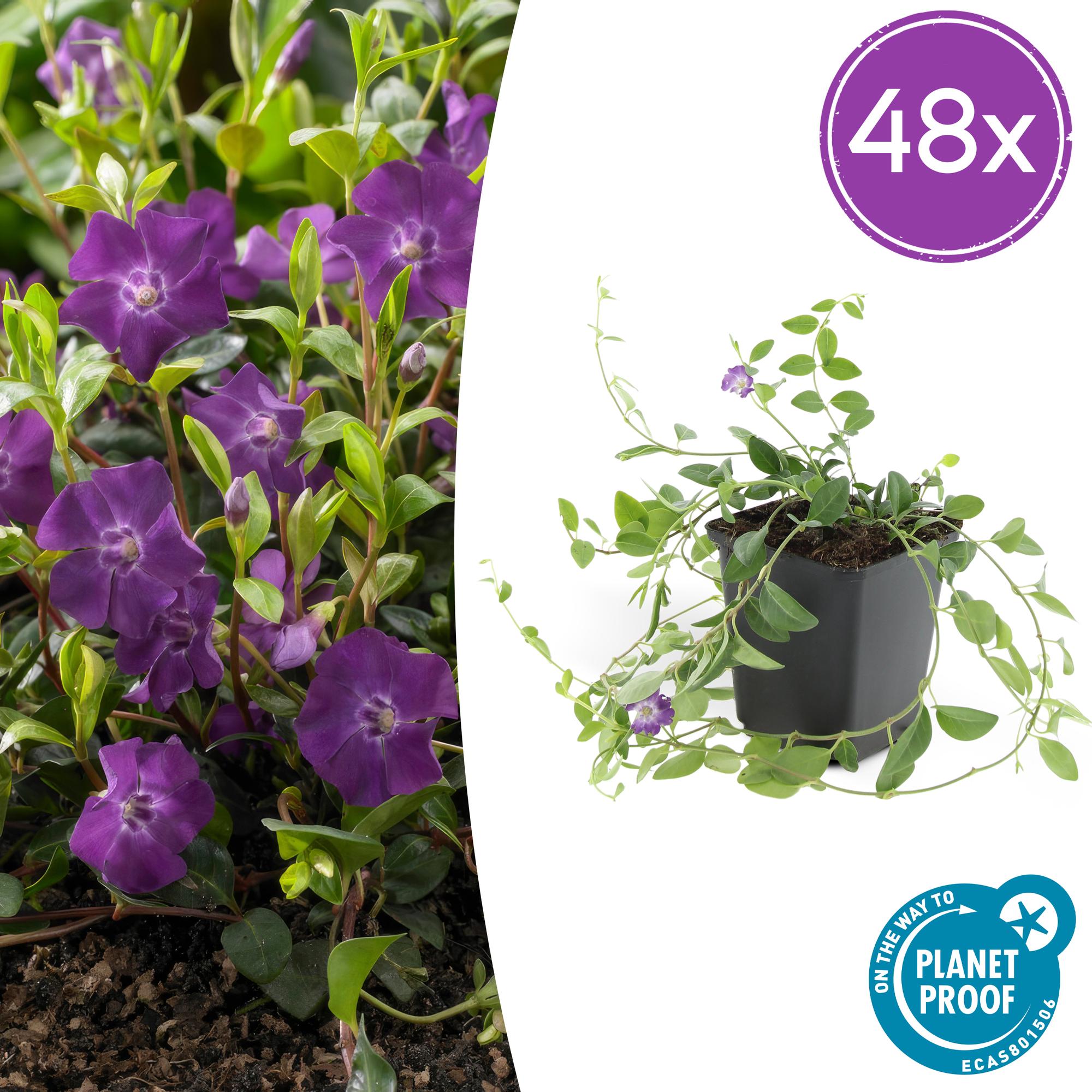 Vinca minor 'Atropurpurea' potmaat 9 cm hoogte 10 tot 25 cm