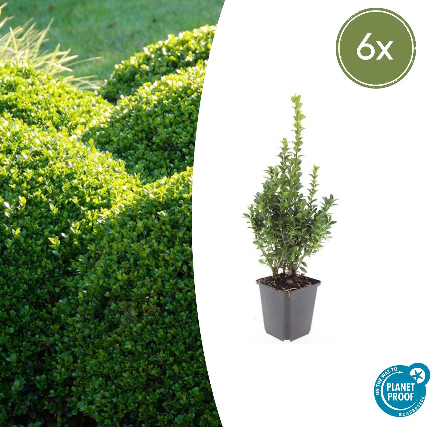 Buxus Sempervirens potmaat 9 cm hoogte 10 tot 25 cm