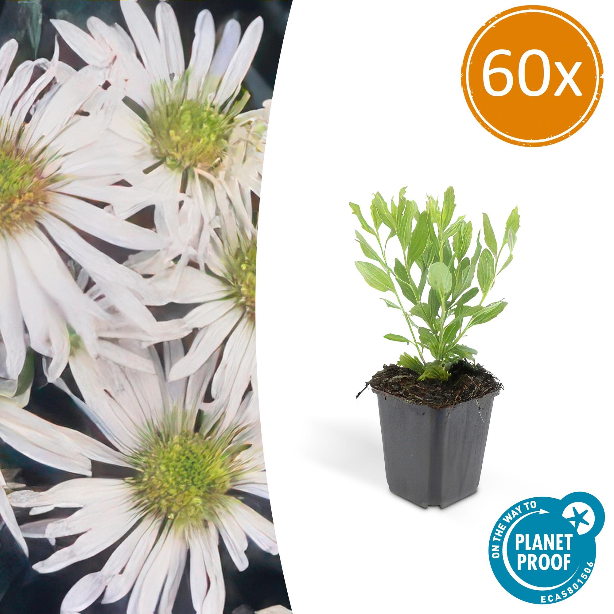 Aster ageratoides 'Ashvi' potmaat 9 cm hoogte 10 tot 25 cm