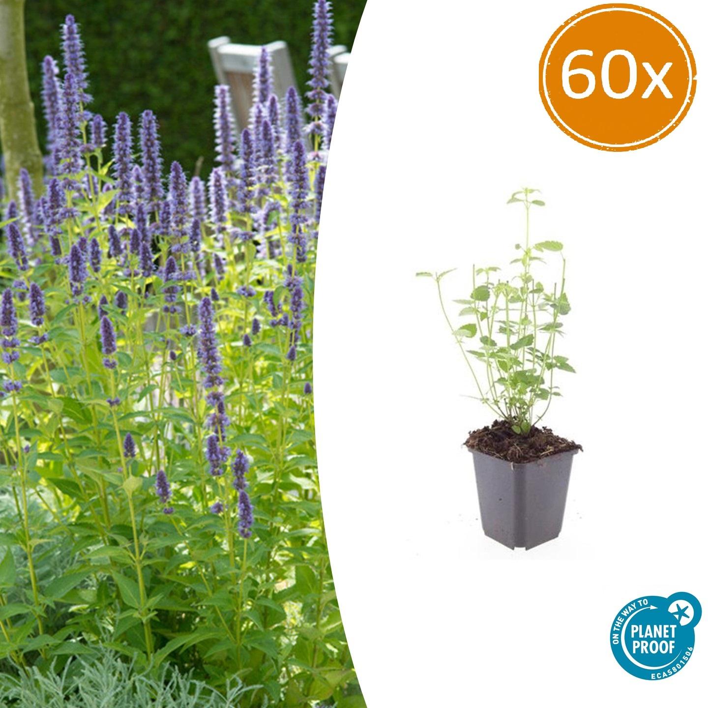 Agastache 'Black Adder' potmaat 9 cm hoogte 10 tot 25 cm