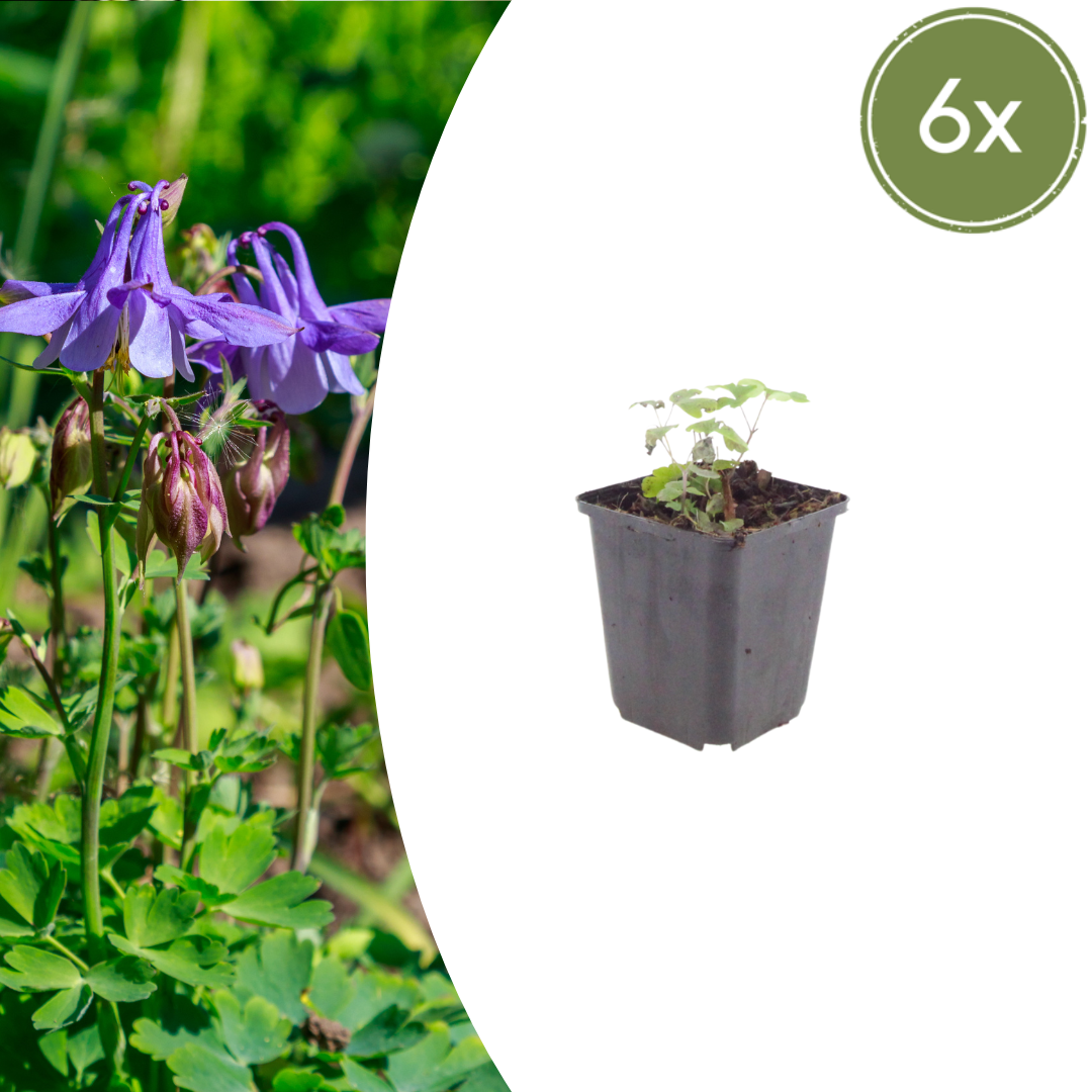 Aquilegia vulgaris potmaat 9 cm hoogte 10 tot 25 cm