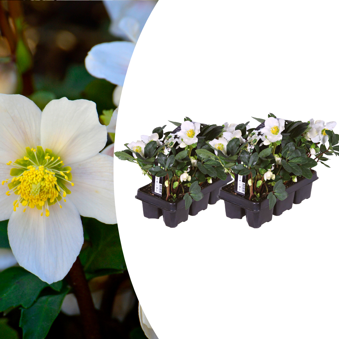 Helleborus niger ‘Christmas Carol’ (6 pack) potmaat 7 cm hoogte 15 cm