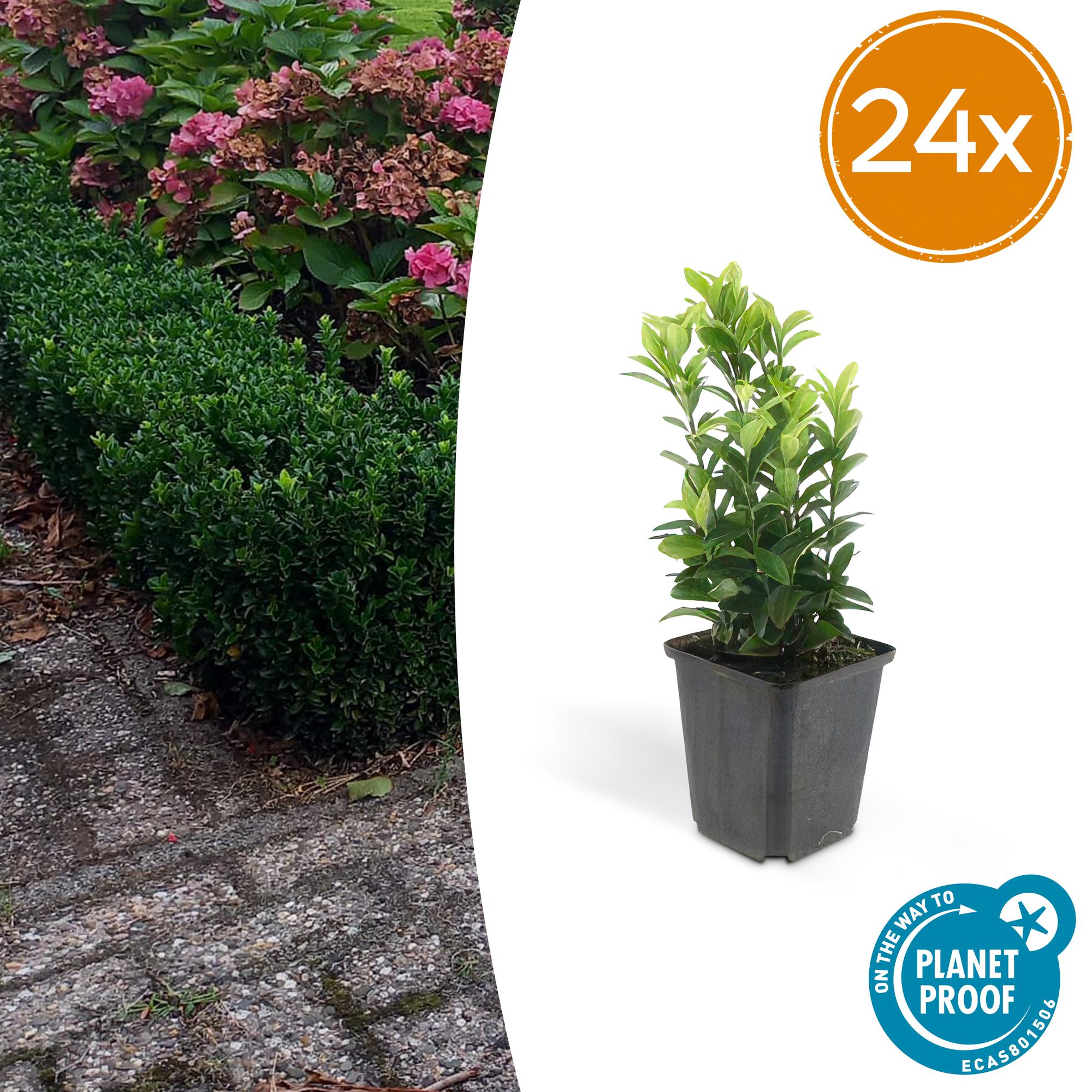 Euonymus jap. Green Spire potmaat 9 cm hoogte 10 tot 25 cm