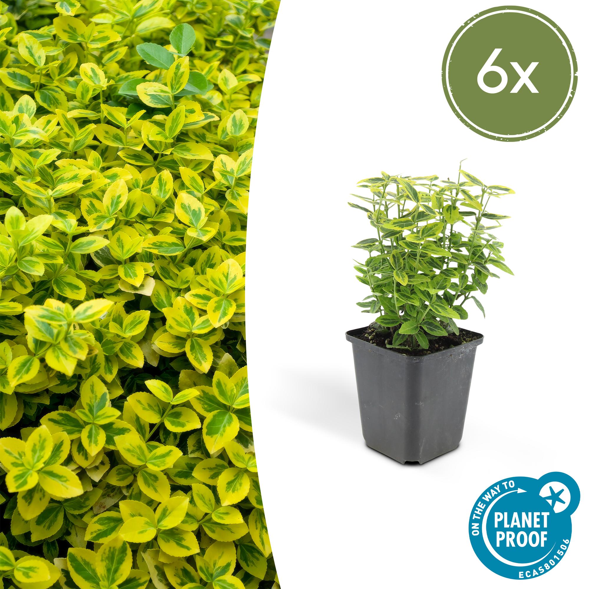 Euonymus fort. 'Emerald 'n Gold’ potmaat 9 cm hoogte 10 tot 25 cm