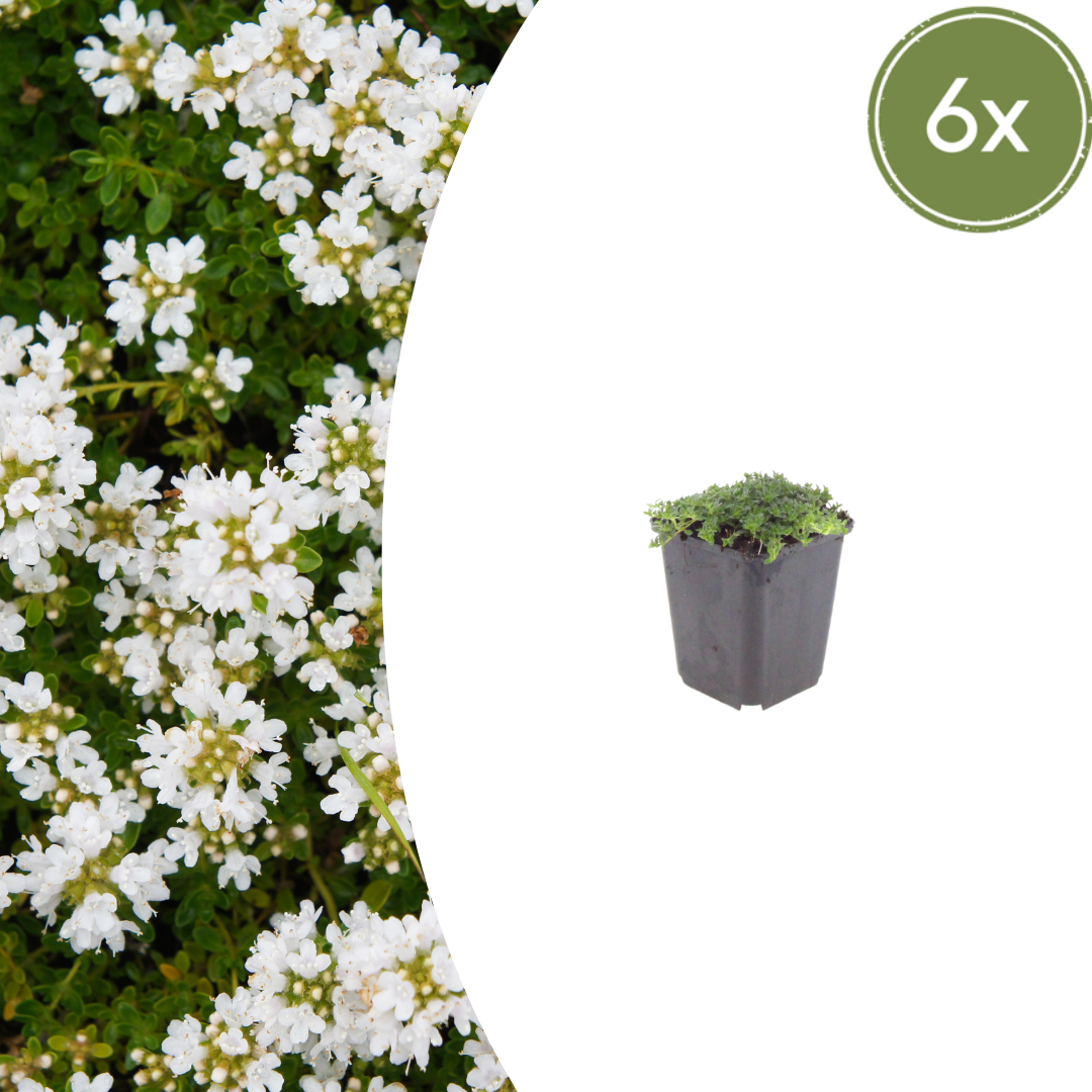 Thymus praecox 'Albiflorus' potmaat 9 cm hoogte 10 tot 25 cm