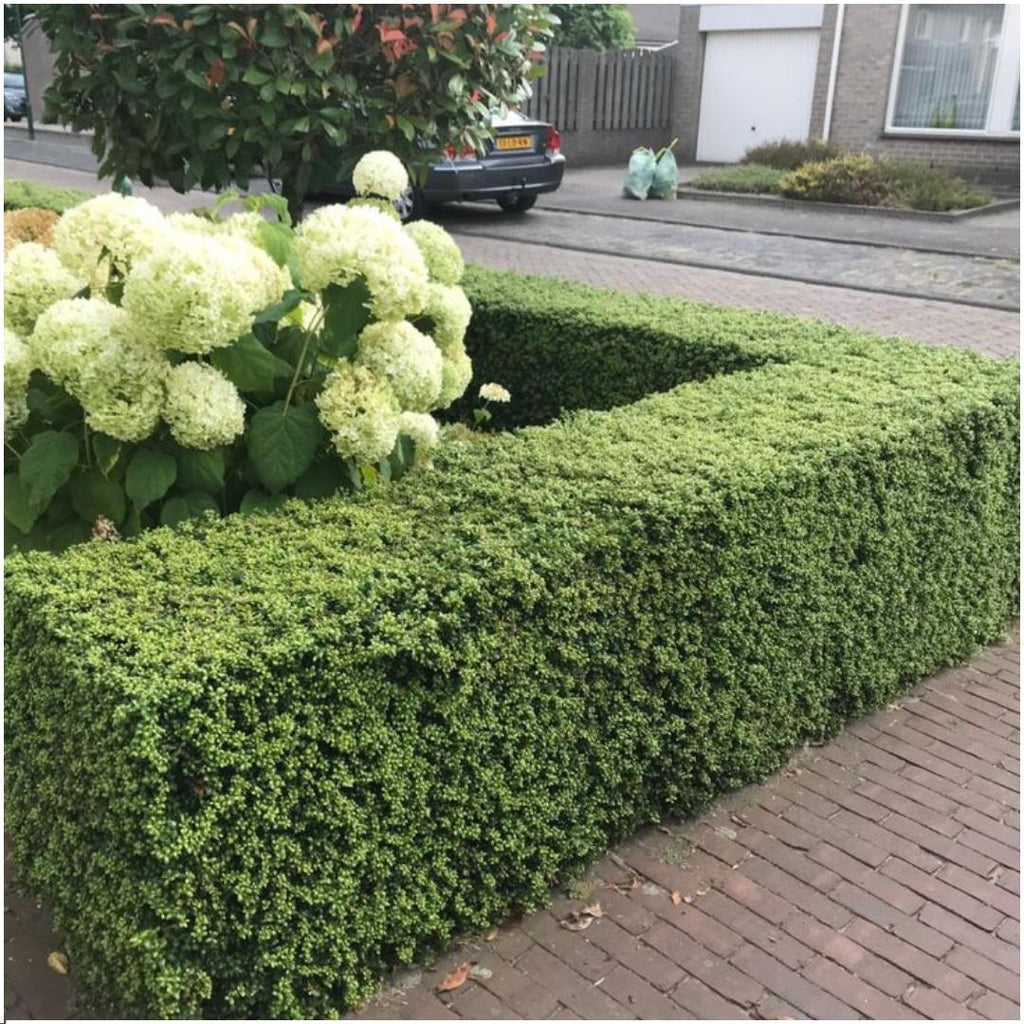 Ilex crenata 'Jenny' (6 pack) potmaat 7 cm hoogte 15 cm