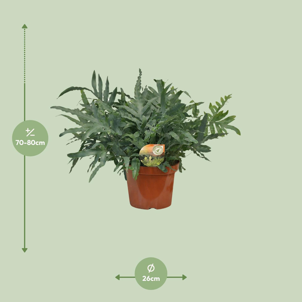 Phlebodium Blue Star - Ø26cm - ↕80cm