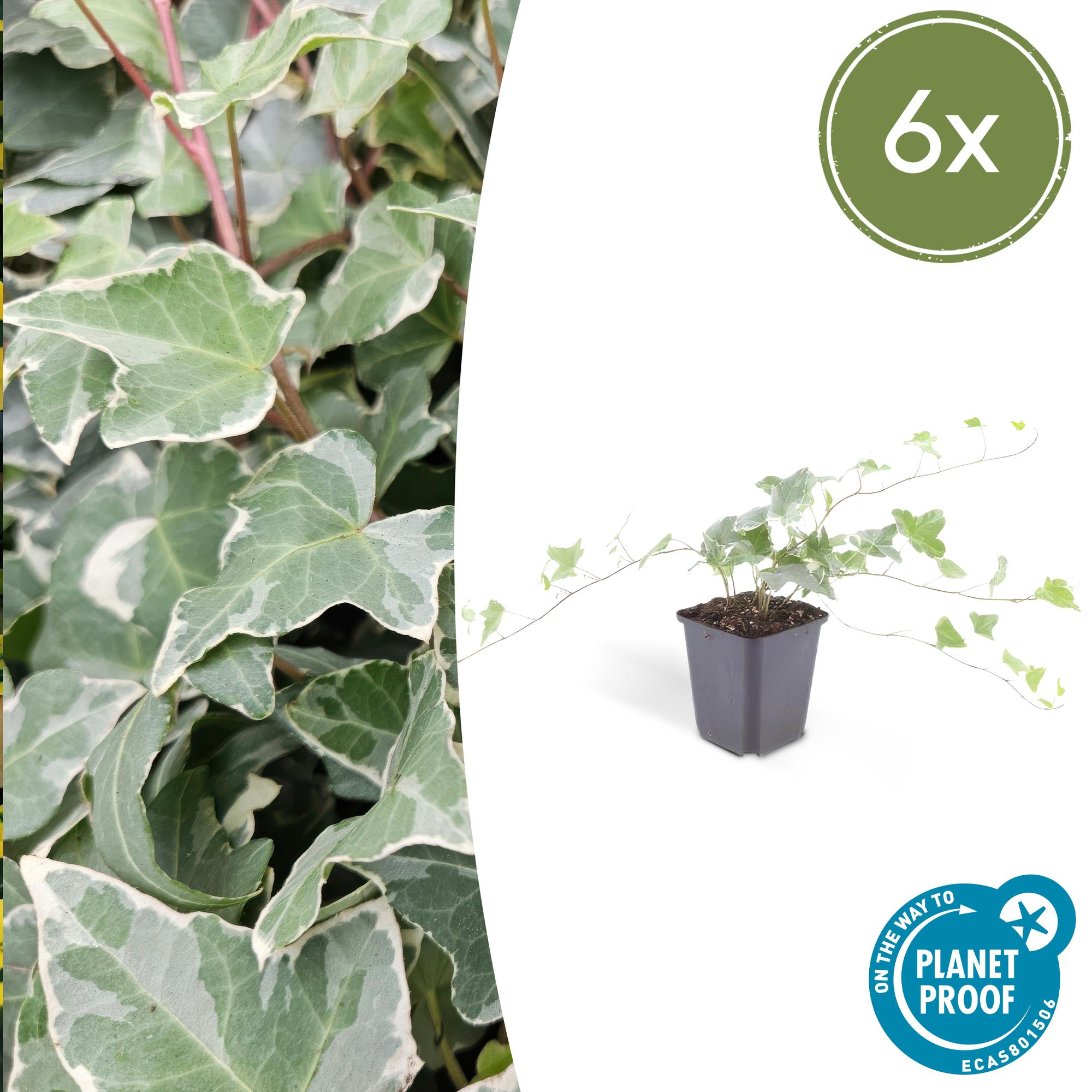 Hedera helix 'Glacier' potmaat 9 cm hoogte 10 tot 25 cm