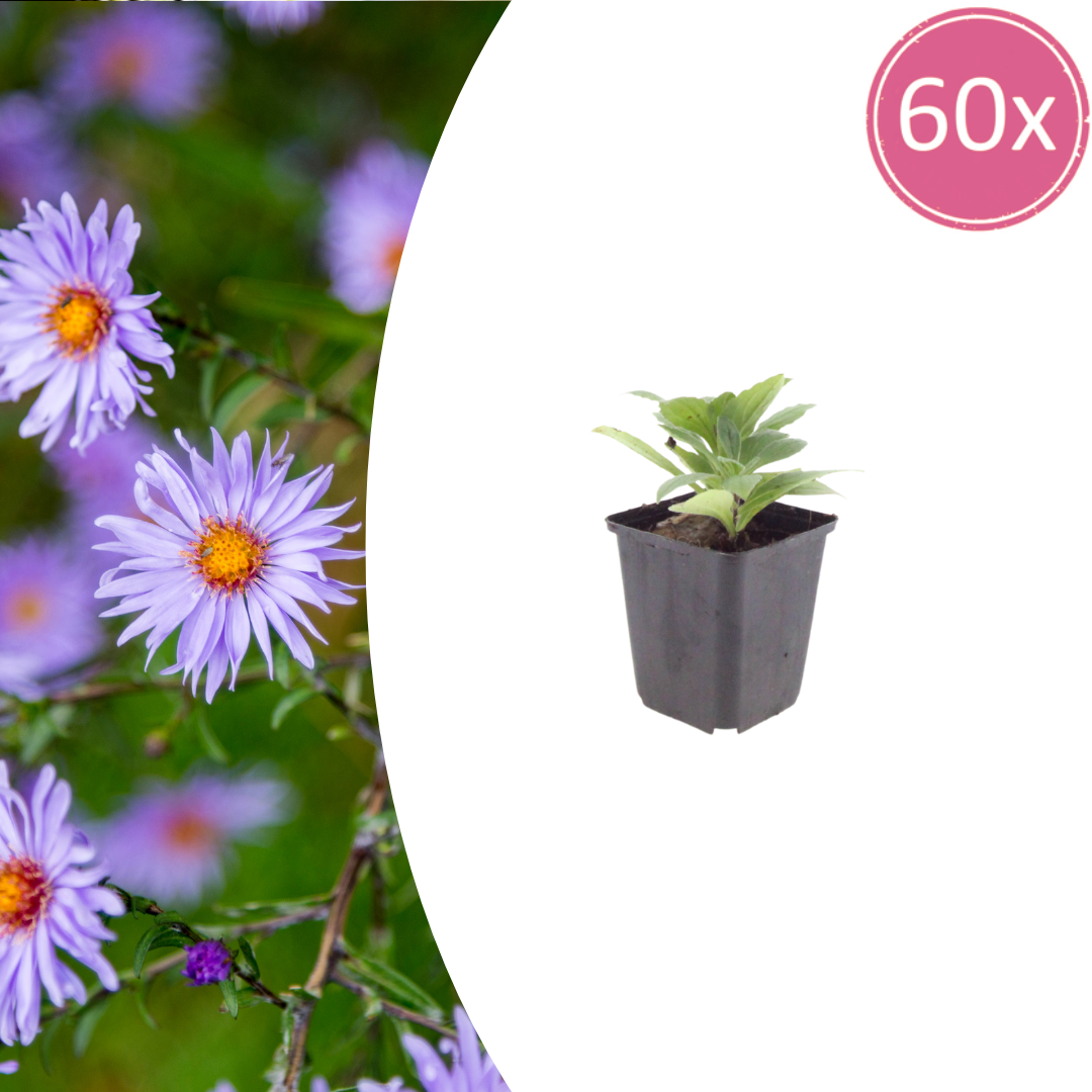 Aster frikartii 'Monch' potmaat 9 cm hoogte 10 tot 25 cm