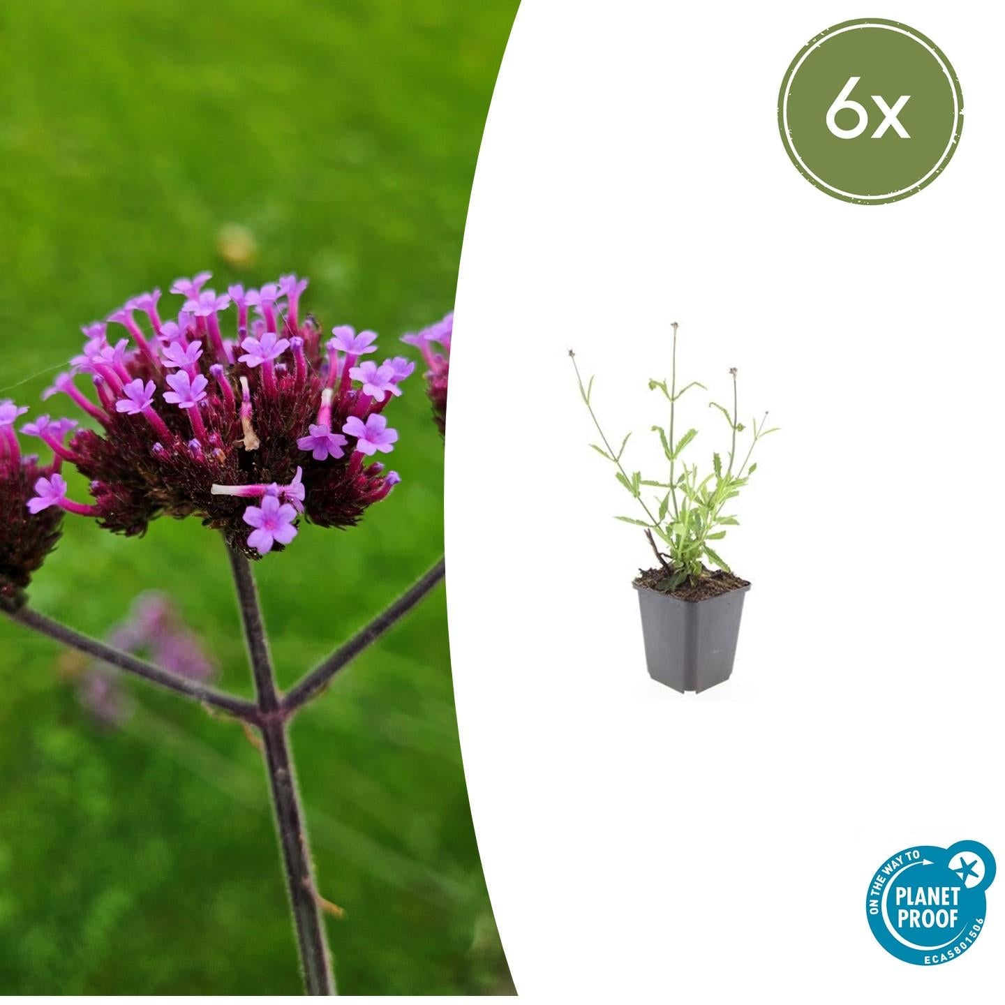 Verbena bon. 'Lollipop' potmaat 9 cm hoogte 10 tot 25 cm
