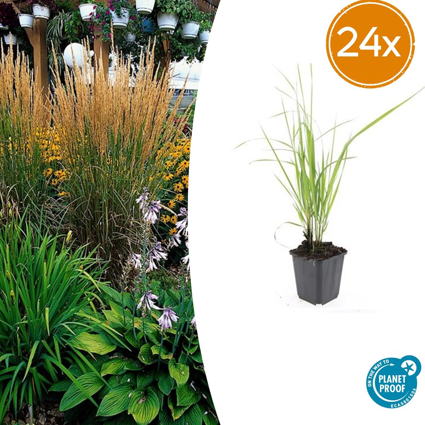 Calamagrostis acut. 'Karl Foerster' potmaat 9 cm hoogte 10 tot 25 cm