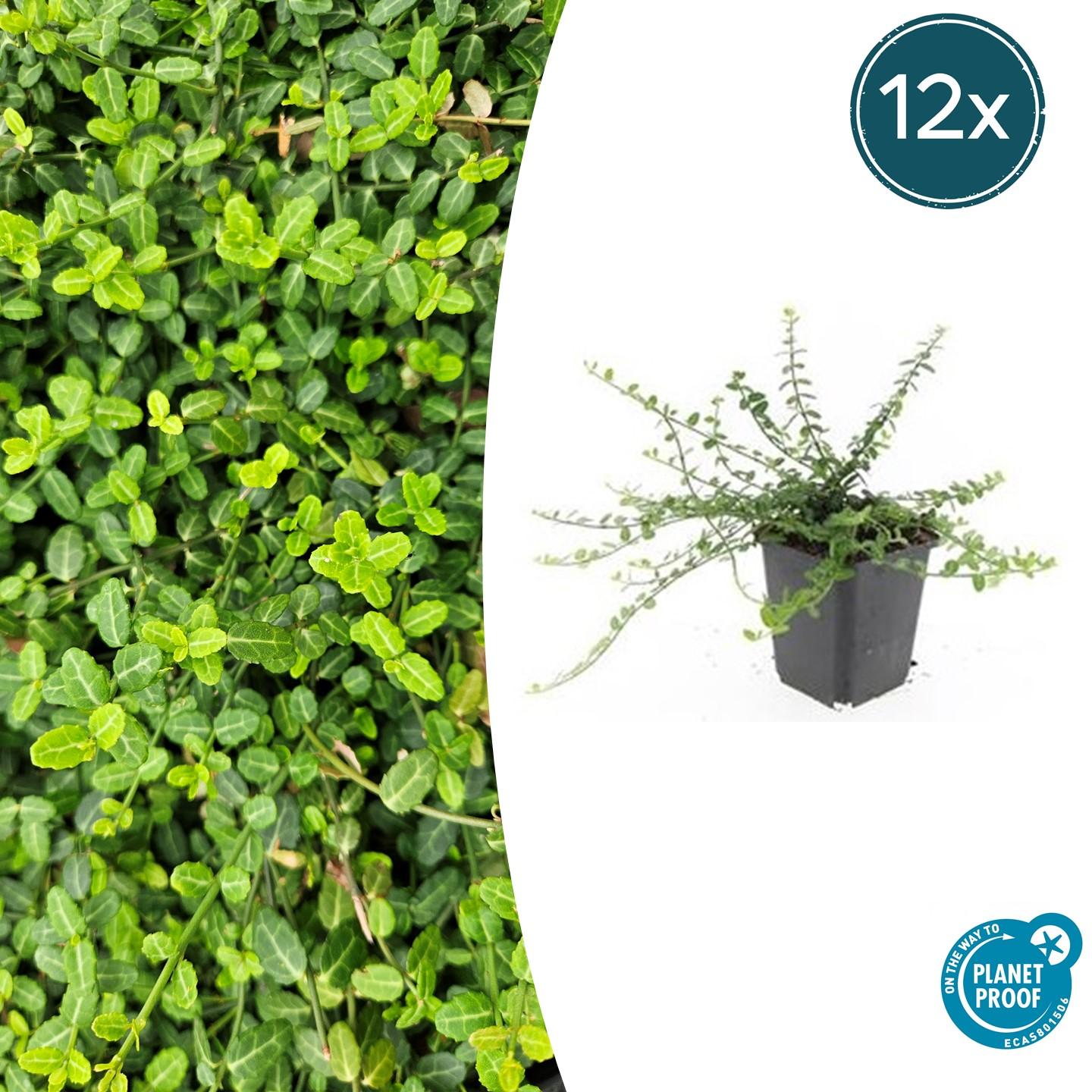 Euonymus fort. 'Minimus' potmaat 9 cm hoogte 10 tot 25 cm