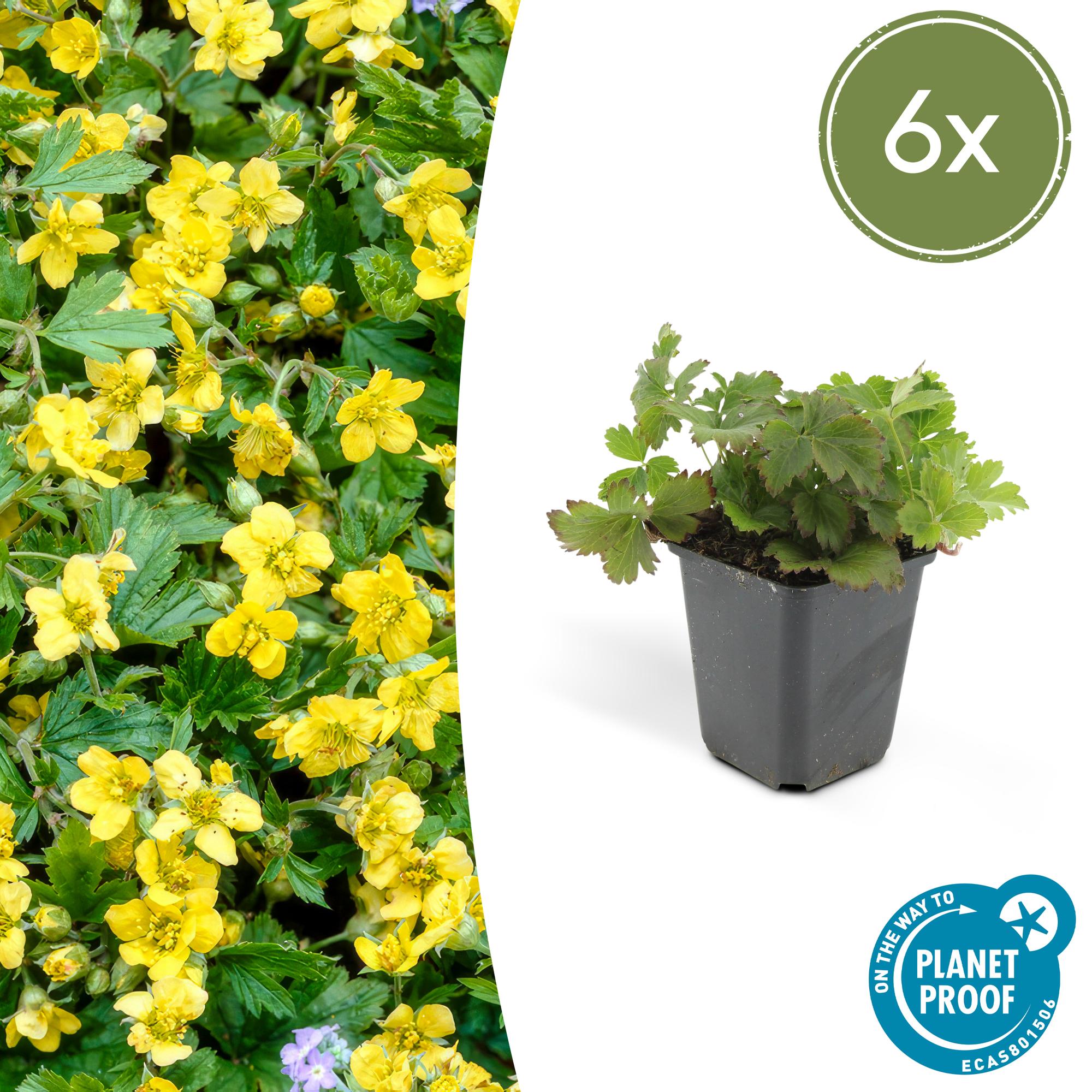 Waldsteinia ternata potmaat 9 cm hoogte 10 tot 25 cm