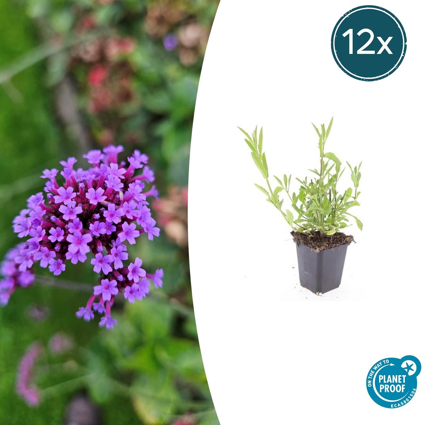 Verbena bonariensis potmaat 9 cm hoogte 10 tot 25 cm