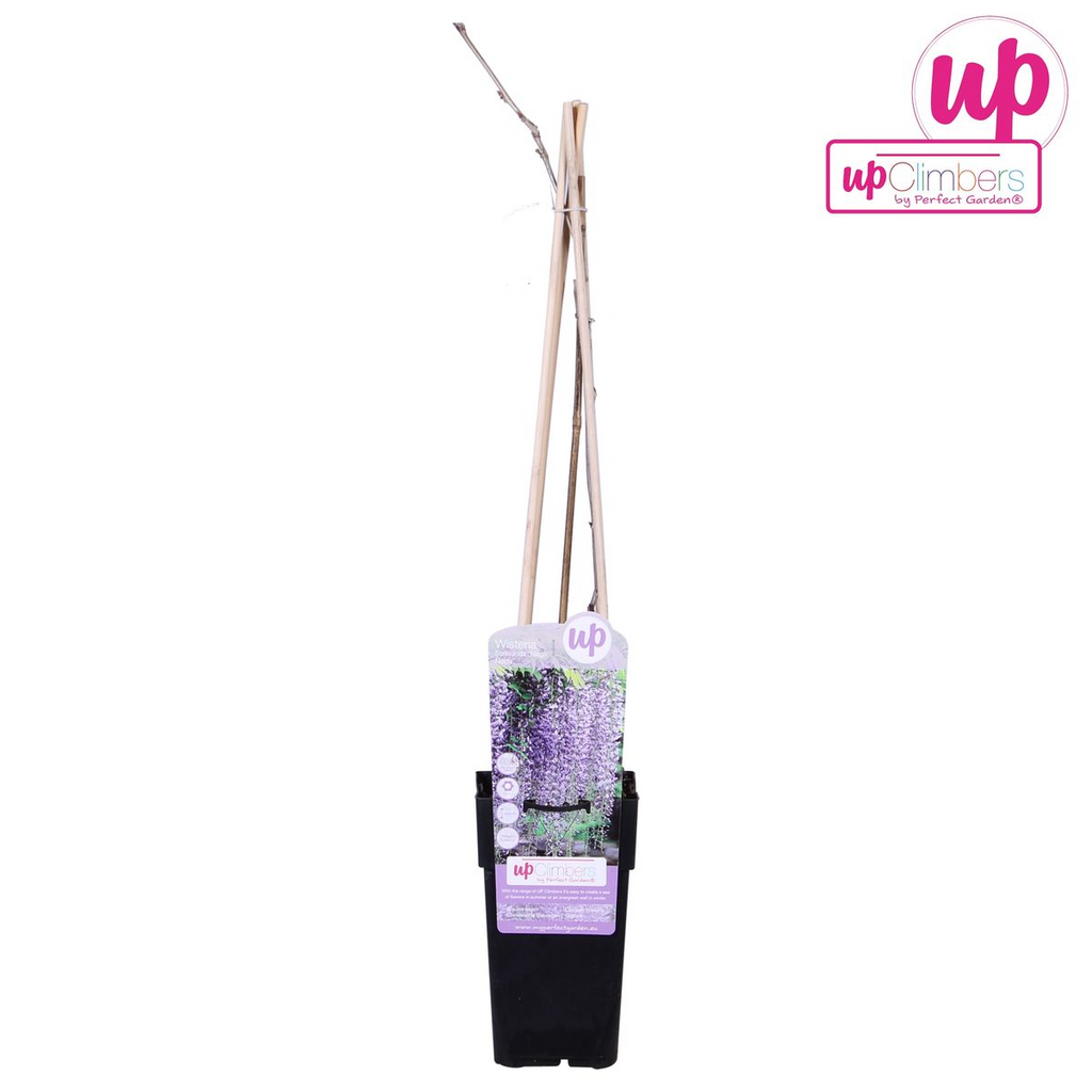 Wisteria floribunda 'Naga Noda' - Paarse regen - Ø15cm - ↕65cm