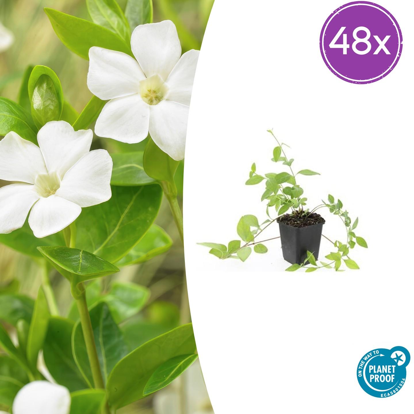 Vinca major 'Alba' potmaat 9 cm hoogte 10 tot 25 cm