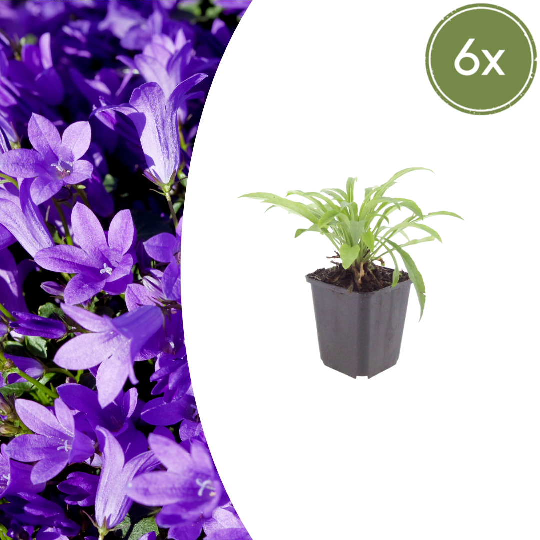 Campanula pers. 'Coerulea' potmaat 9 cm hoogte 10 tot 25 cm