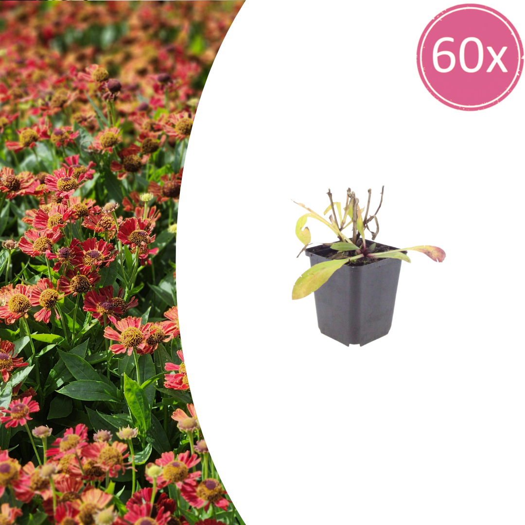 Helenium 'Moerheim Beauty' potmaat 9 cm hoogte 10 tot 25 cm