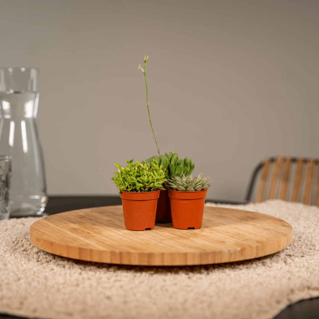 Succulenten Mix - 10 stuks - Ø5,5cm - ↕7cm