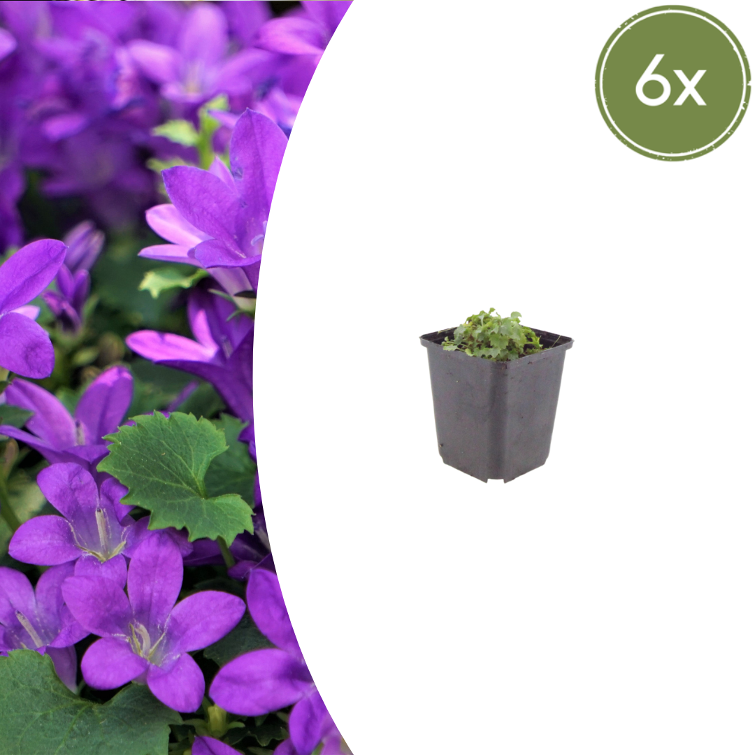 Campanula portenschlagiana potmaat 9 cm hoogte 10 tot 25 cm