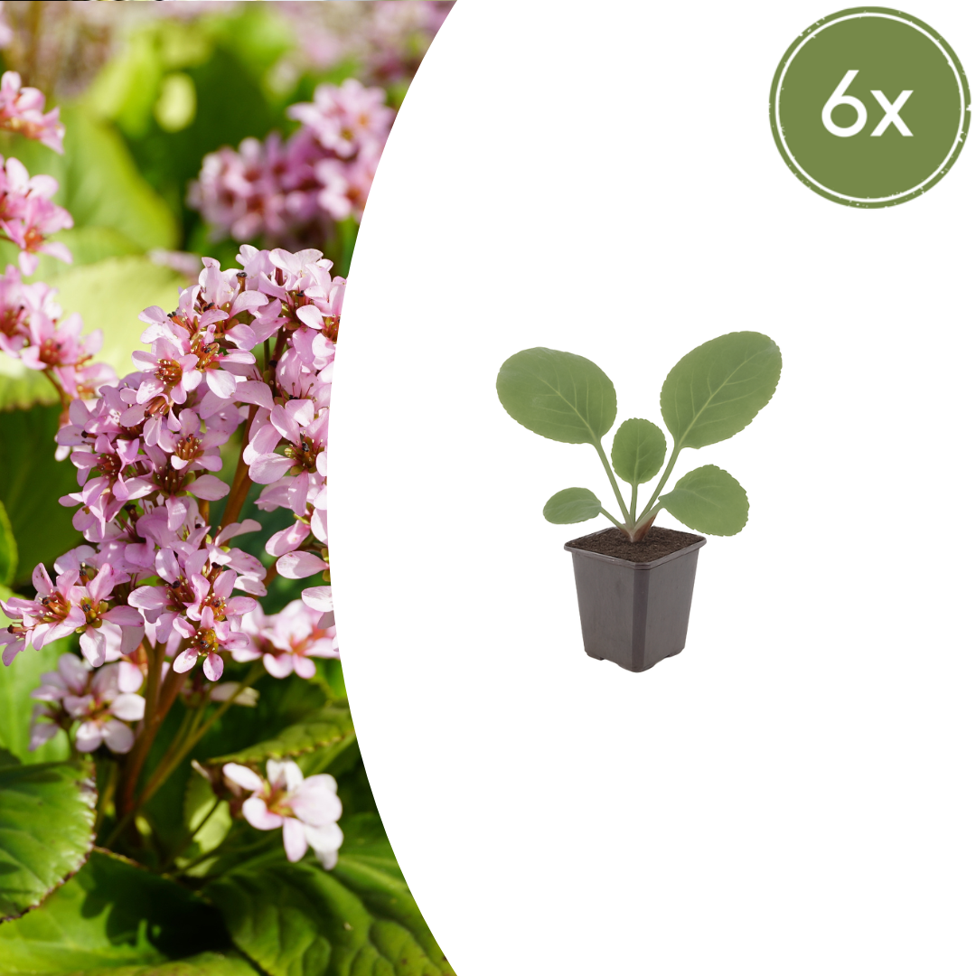 Bergenia cordifolia potmaat 9 cm hoogte 10 tot 25 cm