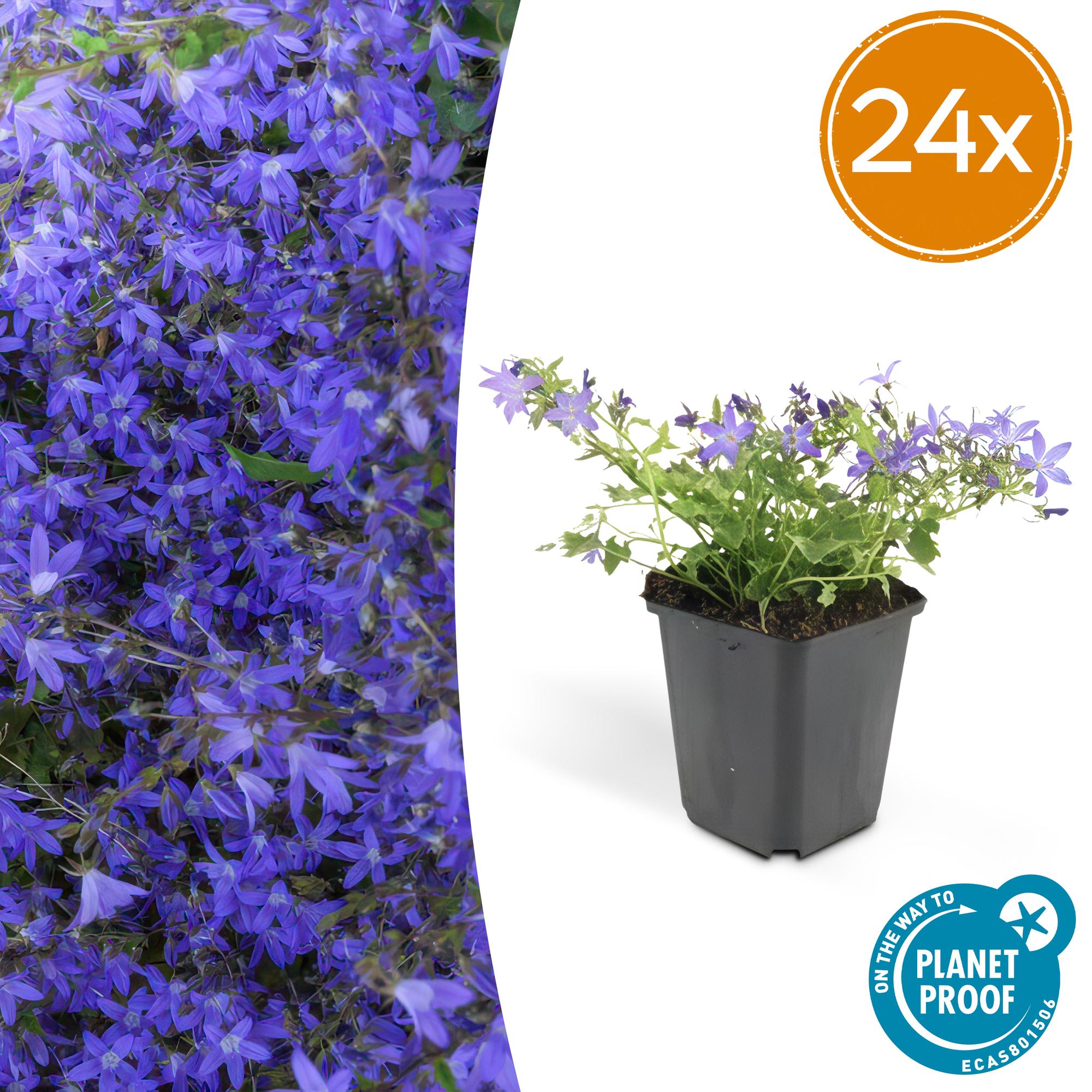 Campanula poscharskyana 'Stella' potmaat 9 cm hoogte 10 tot 25 cm